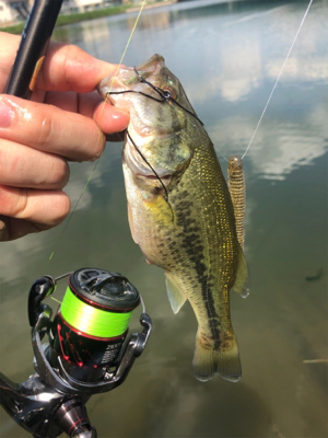子バス釣り