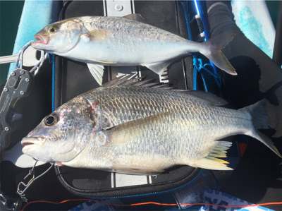 カヤックフィッシングで五目達成!