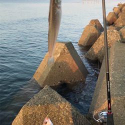 キスは早朝が狙い目(^^)