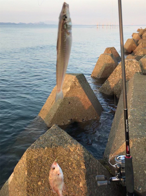 キスは早朝が狙い目(^^)