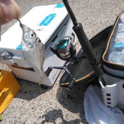 鳥取釣行(2日目)初の20匹超え