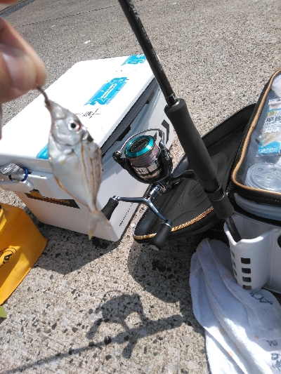 鳥取釣行(2日目)初の20匹超え