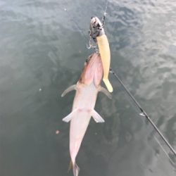 ショアジギング→フラット狙い