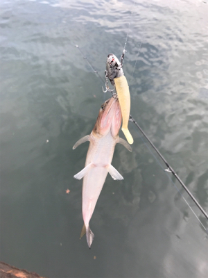 ショアジギング→フラット狙い