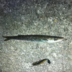 タチウオどこや?