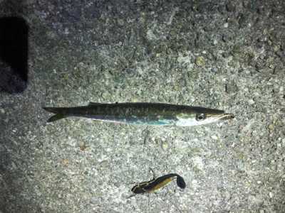 タチウオどこや?