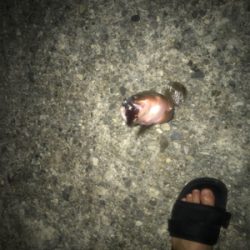 きたきたきたー