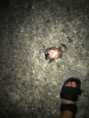 きたきたきたー