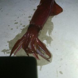 ケンサキイカ1杯　激渋！！