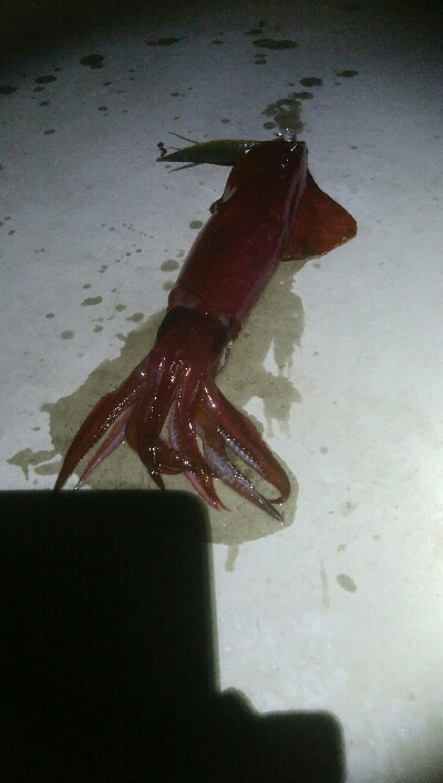 ケンサキイカ1杯　激渋！！