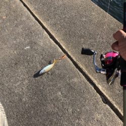 アジング、メバリング、ガシリング