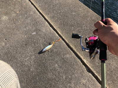 アジング、メバリング、ガシリング