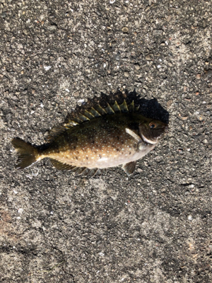 ウキ釣り 夜釣り〜朝釣り