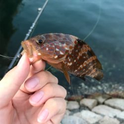 根魚を求めて③