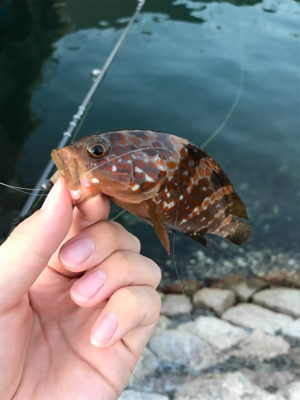 根魚を求めて③