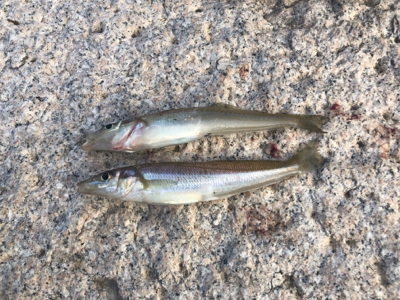 子供とキス釣り