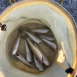 暑過ぎて 短時間キス釣り