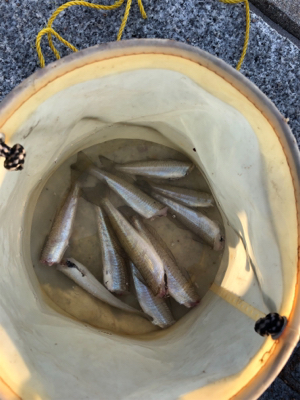 暑過ぎて 短時間キス釣り