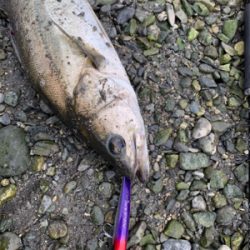 リバーシーバス