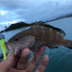 トップゲーム&ボトムダート