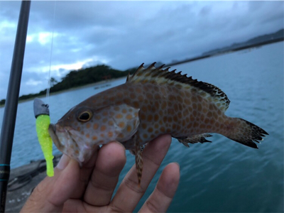 トップゲーム&ボトムダート