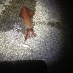 ちょい投げがしたくて