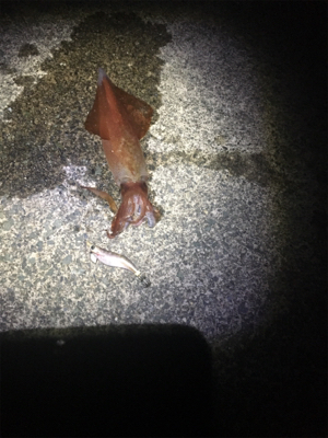 ちょい投げがしたくて