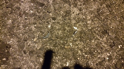 アジングしてたらタチウオ×2