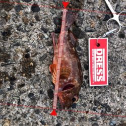 早朝にアジとガシラ