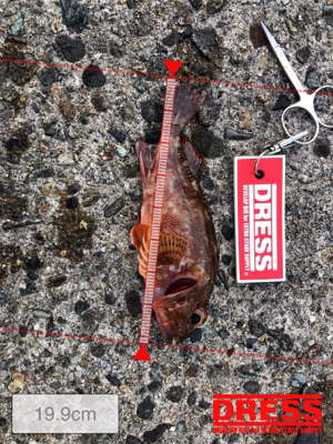 早朝にアジとガシラ