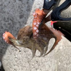 盆休み2日目、渋い。