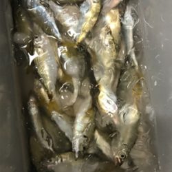 アジングからのサビキ釣り