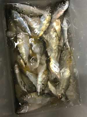 アジングからのサビキ釣り