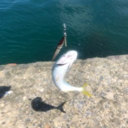 フクラギ 道南ショアジギング