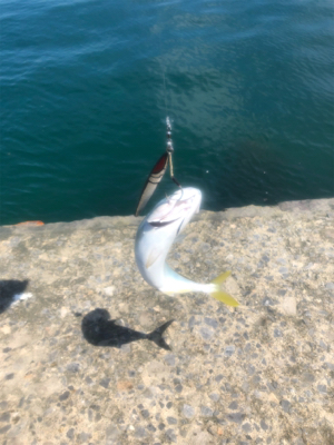 フクラギ 道南ショアジギング