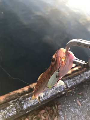 フラットゲームは…