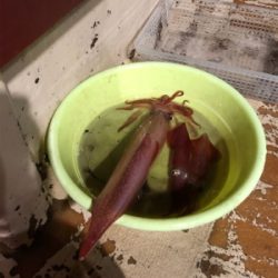 小浜でイカメタル