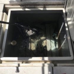 落とし込みサビキ  鳴門にて