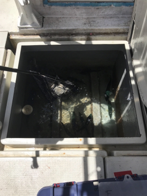 落とし込みサビキ  鳴門にて