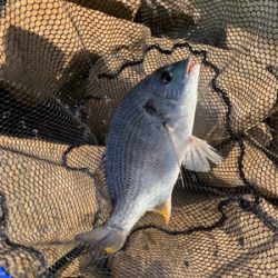台風前に夕方のぶっ込み釣り