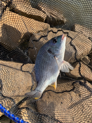 台風前に夕方のぶっ込み釣り