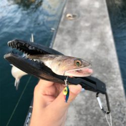 根魚を求めて④