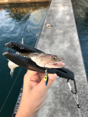 根魚を求めて④