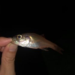 カマスカマスカマス