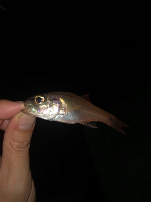 カマスカマスカマス