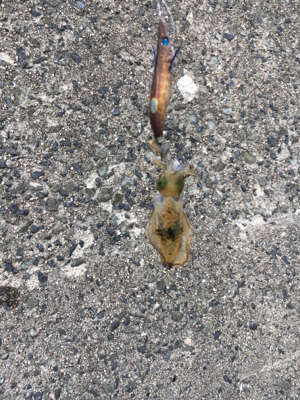 丹後の漁港ランガン❗️