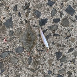 アジとキスを狙って