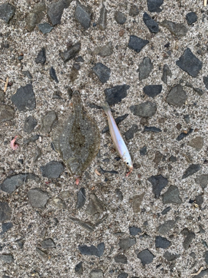 アジとキスを狙って