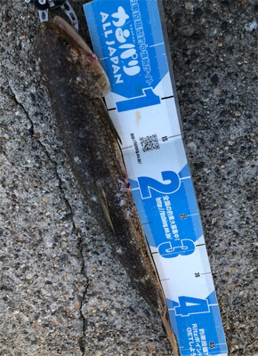 台風明けのBIGな底物