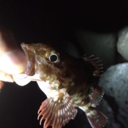 台風前ライト調査